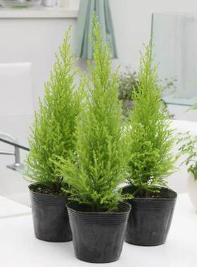 香松盆栽 金冠柏客厅圣诞小松有香味四季常绿植盆景耐晒耐阴耐寒