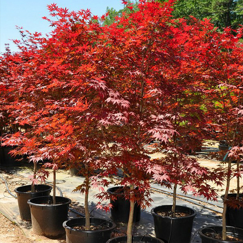 红枫树苗三季中国红庭院绿化风景树美国日本红枫盆栽耐寒花镜植物