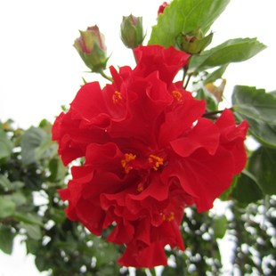 扶桑花办公室内阳台盆栽开花大花苗重瓣盆栽红色朱瑾牡丹草绿植物