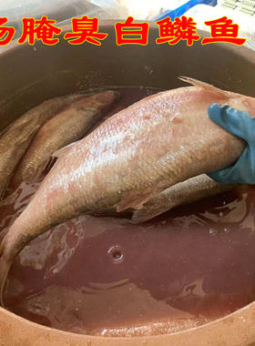 青岛汤腌白鳞鱼特大正宗