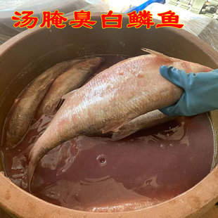 山东青岛特色淡腌白鳞鱼+汤腌臭香白鳞鱼鲞鱼鳓鱼+风干霉香咸鱼