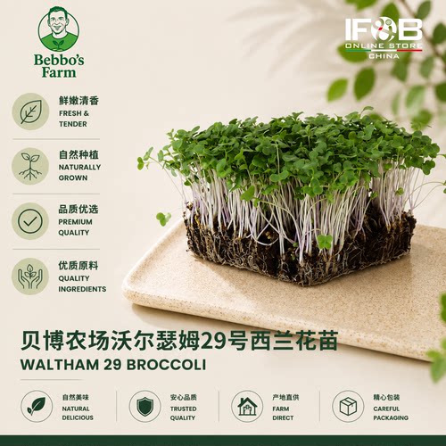 贝博农场沃尔瑟姆29号西兰花苗 30g Waltham 29 Broccoli