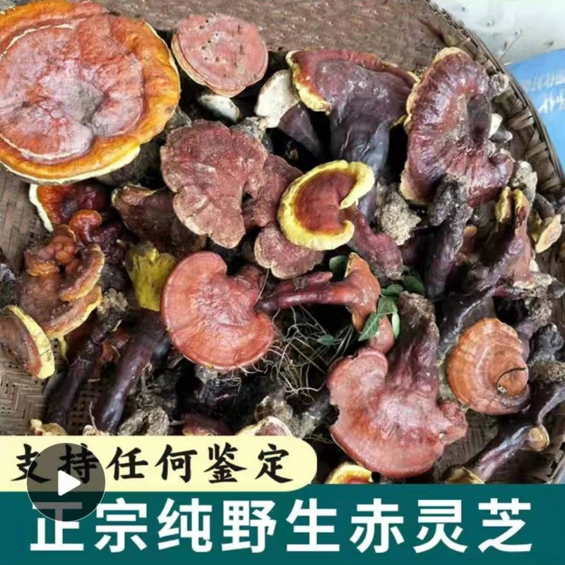 神农架灵芝纯野生赤赤灵整枝林芝深山自采灵芝菌可切片磨粉500克