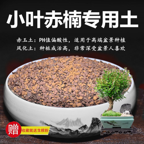 小叶赤楠专用土赤玉土风化土