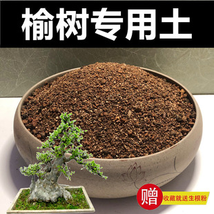 小叶榔榆土榆树专用土营养土颗粒土种植土风化土红沙土酸性盆景土