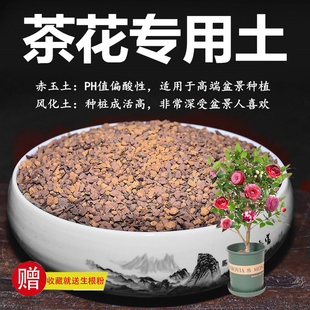 茶花山茶花专用土赤玉土风化土风化石颗粒土酸性土天然红土营养土