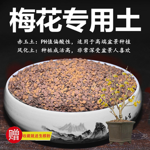 梅花土腊梅专用土赤玉土风化土颗粒土红土专用肥玉肥营养土种植土