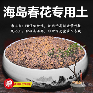 海岛春花专用土赤玉土风化土风化石颗粒土酸性土风化砂专用肥玉肥