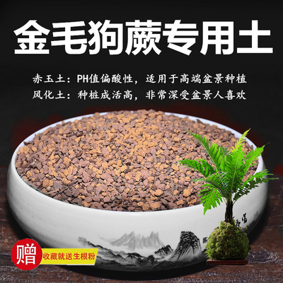 金毛狗蕨专用土赤玉土风化土风化石颗粒土酸性土专用肥玉肥营养土