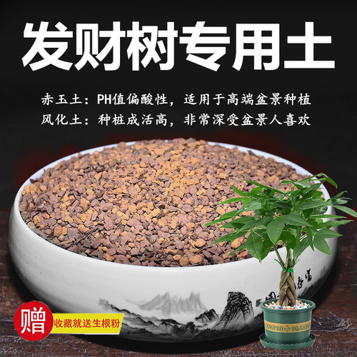 发财树专用土赤玉土风化土盆栽土颗粒土种植土专用肥玉肥营养土