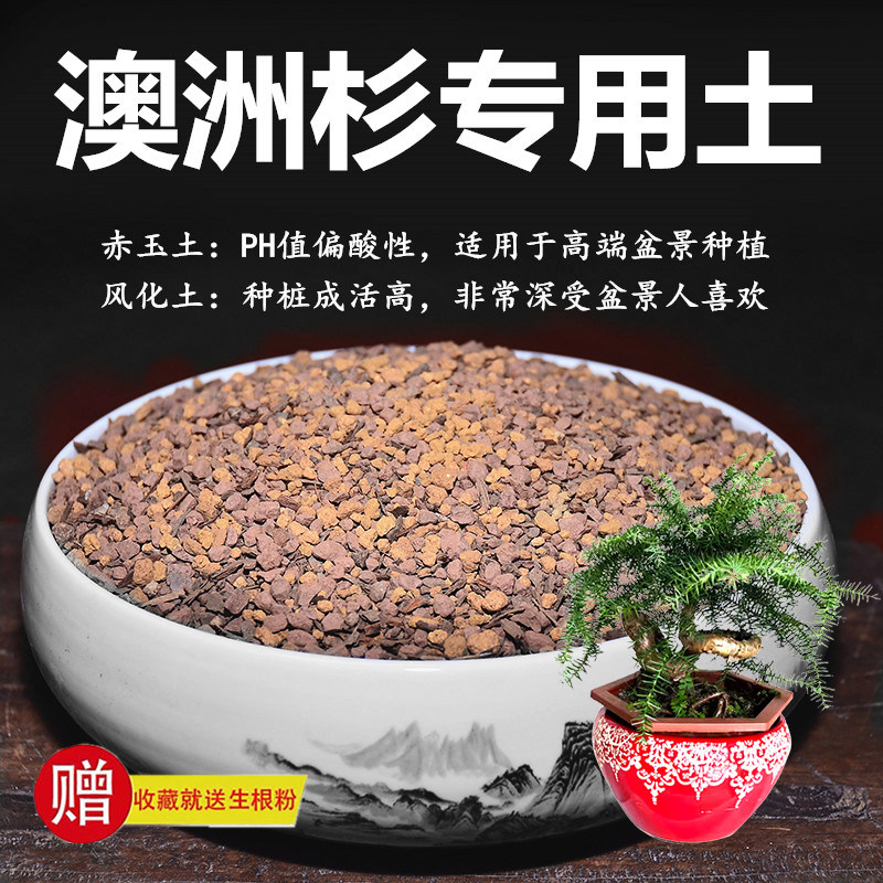 澳洲杉专用土赤玉土风化土风化石颗粒土酸性土红土专用肥玉肥营养