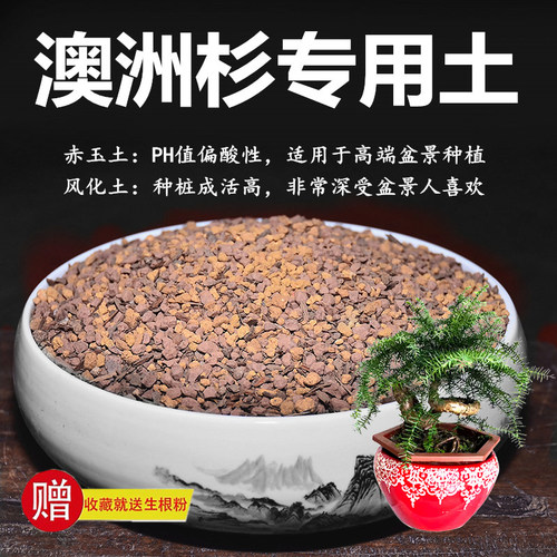 澳洲杉专用土赤玉土风化土风化石颗粒土酸性土红土专用肥玉肥营养