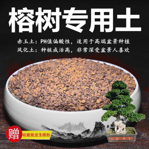 榕树专用土赤玉土风化土