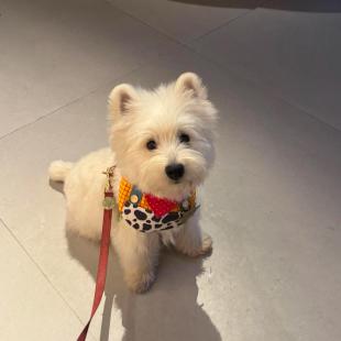 尼克狐宠物口水巾狗狗围兜朱迪兔猫咪围脖衣服围嘴中小型犬西高地