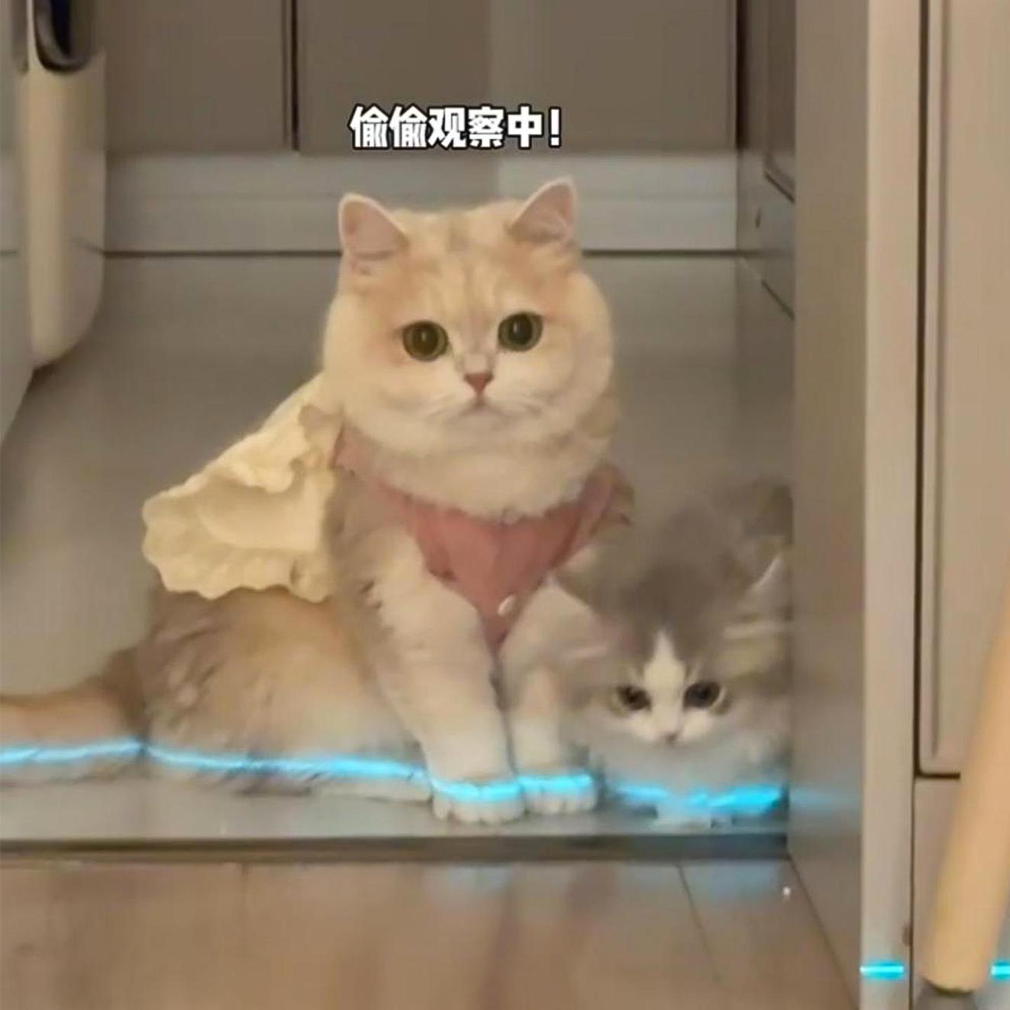 【猫猫新装备】猫咪发光鞋子玩具狗狗宠物夜间反光条拍影片配饰