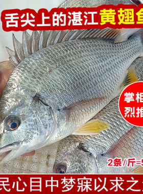 肉质滑嫩黄翅鱼黄脚立湛江海鲜