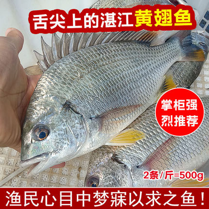 湛江天然黄翅鱼新鲜海捕黄赤黄立鱼海鲜水产鲜活黄墙海钓黄脚立鱼