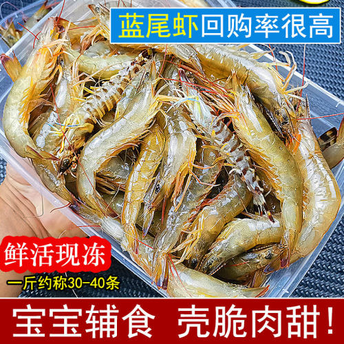 天然海捕蓝尾虾湛江海鲜鲜活现冻