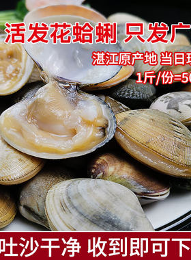 广东鲜活发货花蛤蜊湛江海鲜水产