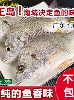 肉质鲜美黄翅鱼湛江海鲜鲜活海钓