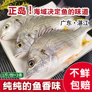 黄翅鱼新鲜海捕黄墙鱼海鲜水产冷冻黄立鱼当天海钓鲜活黄刺黄脚立