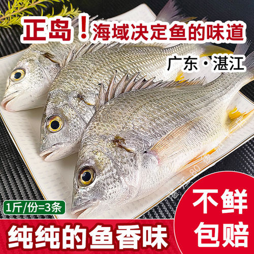 肉质鲜美黄翅鱼湛江海鲜鲜活海钓