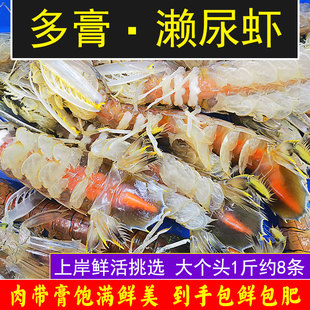 皮皮虾鲜活特大海鲜爬富贵虾超大濑尿虾冷冻虾姑虾婆湛江海鲜特产