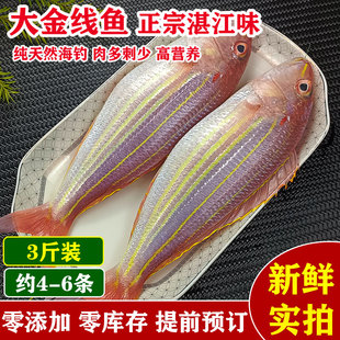 超大金线鱼新鲜冷冻深海鱼海钓红三鱼湛江海鲜生鲜水产红杉鱼3斤