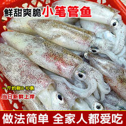 湛江海鲜鱿鱼新鲜海捕小笔管鱼网红活冻小管鲜活鱿鱼仔生鲜海兔子