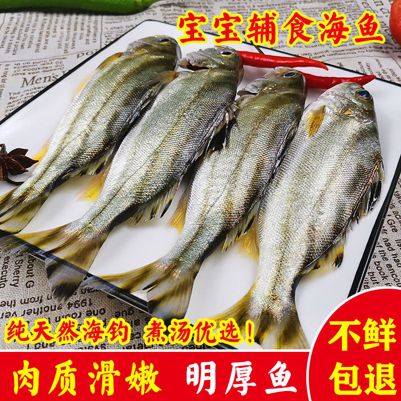 湛江海鲜新鲜沙古头鱼天然甘草鱼茂公鱼深海鱼鲜活现捕野生三花鱼