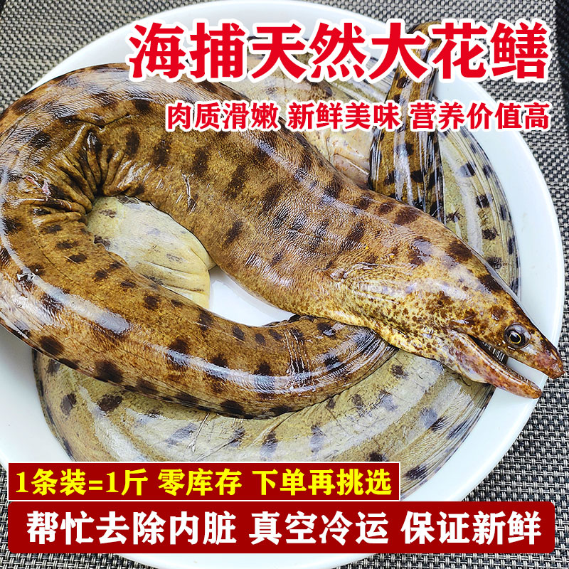 湛江海鲜鲜活海捕花鳝营养美味