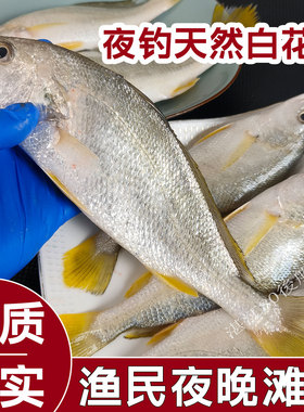 湛江海鱼鲜活海钓元鼎黄姑鱼黄婆鸡春子鱼白姑海鲜水产白话白花鱼