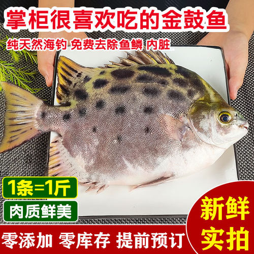 湛江特产钓口天然金鼓鱼鲜活冷冻