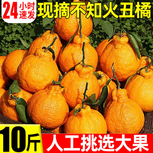 正宗丑橘不知火丑橘新鲜整箱水果当季粑粑丑八怪柑橘耙耙桔子