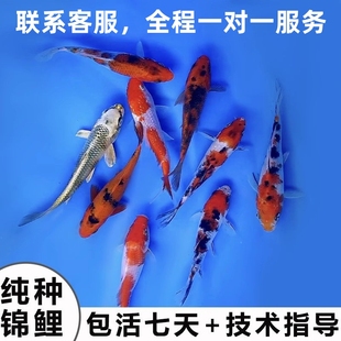 纯种锦鲤活体观赏鱼活鱼大型红白冷水淡水鱼好养耐活红鲤鱼包活