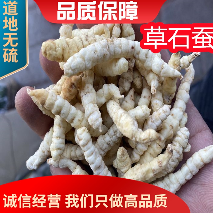 无硫草石蚕500g土冬白亏本促销中