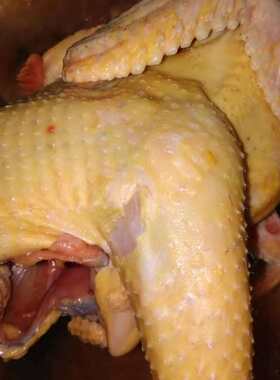 农村走地溜达月子净肉庄河大骨鸡