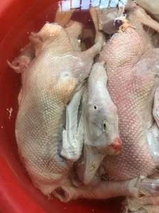 正宗农村住家散养溜达土鹅鸭冰鲜大鹅炖酸菜笨鹅白条老鸭净肉包邮