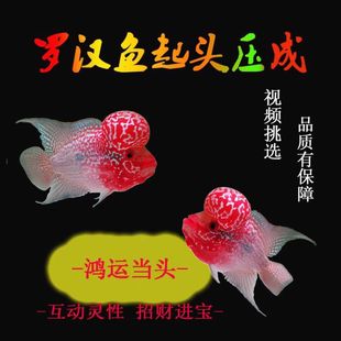 泰国进口罗汉鱼爆头起头大苗观赏鱼热带鱼鸿运泰金金花红马骝亚成