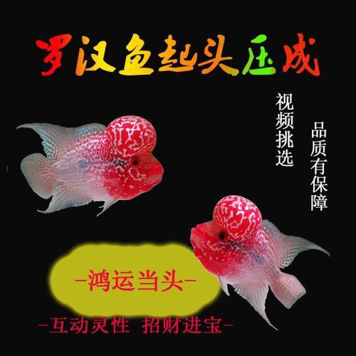 泰国进口罗汉鱼爆头起头大苗观赏鱼热带鱼鸿运泰金金花红马骝亚成