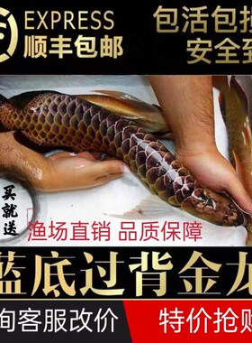 金龙鱼活鱼金头过背古典蓝底金龙练手高端大型热带淡水观赏鱼幼苗