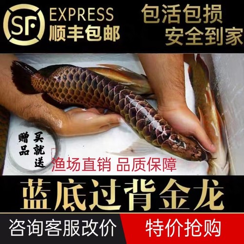 金龙鱼活鱼金头过背古典蓝底金龙练手高端大型热带淡水观赏鱼幼苗