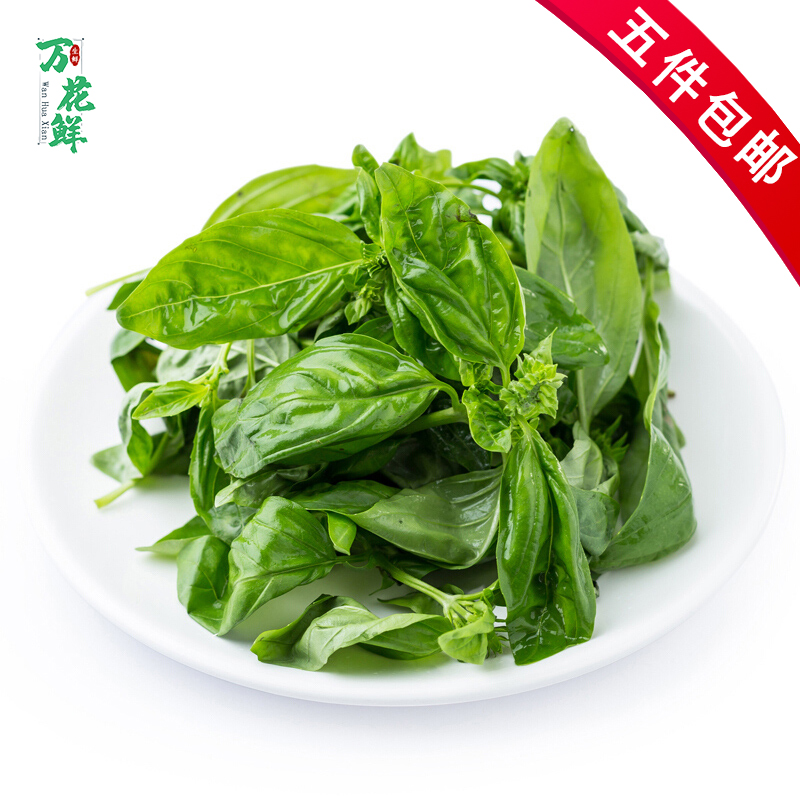 新鲜九层塔调料青酱披萨罗勒叶