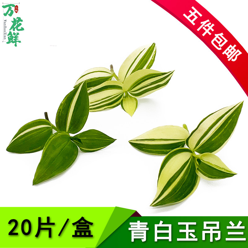 青白玉吊兰西餐摆盘装饰鲜花20朵酒店饭店花草日料烘培点缀