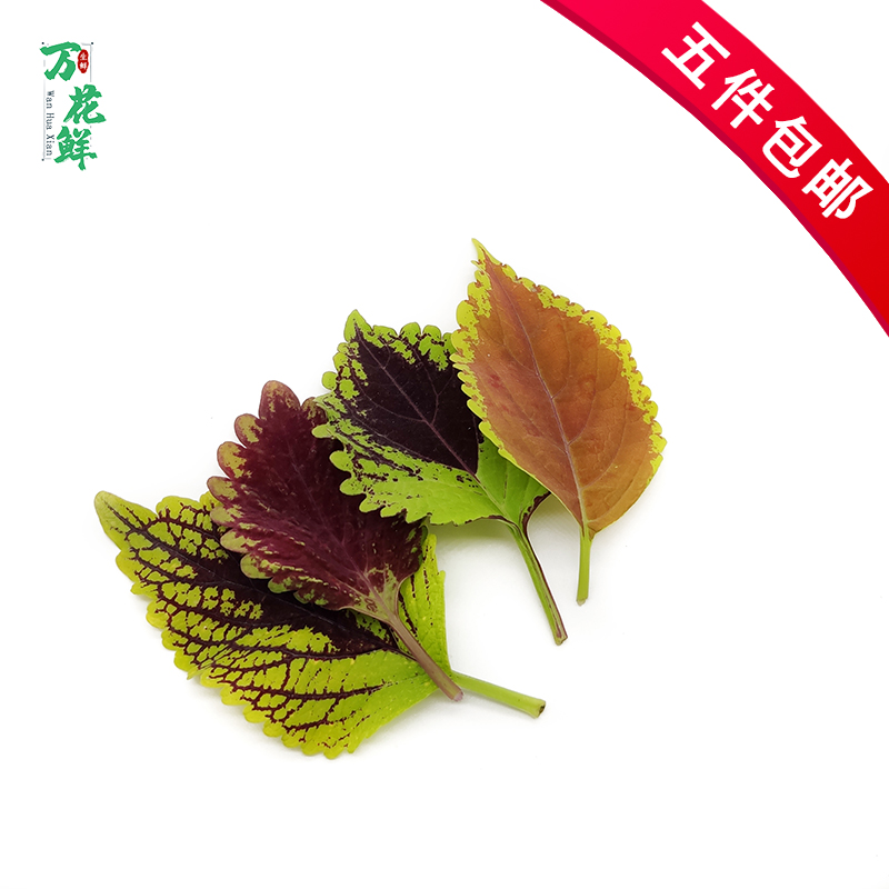 摆盘装饰彩叶装饰点缀