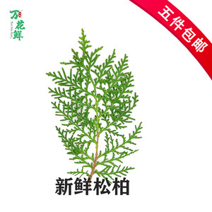 新鲜 松柏 侧柏绿松 松枝非蓬莱松香松日料料理西餐摆盘装饰点缀