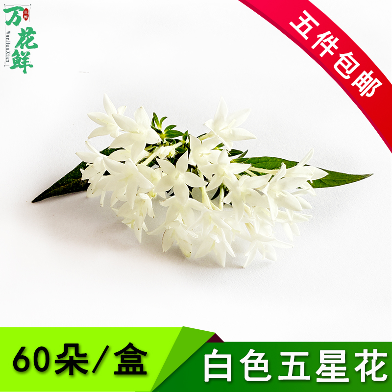 新鲜繁星花白色五星花60朵鲜花酒店饭店冷菜点缀西餐日料摆盘装饰