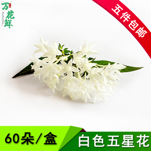 新鲜繁星花白色五星花60朵鲜花酒店饭店冷菜点缀西餐日料摆盘装饰