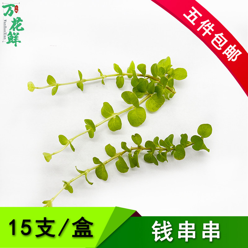 新鲜钱串串 金钱串 串钱藤15支酒店西餐摆盘花草蛋糕烘焙装饰点缀