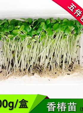 新鲜香椿苗蔬菜100g可食用